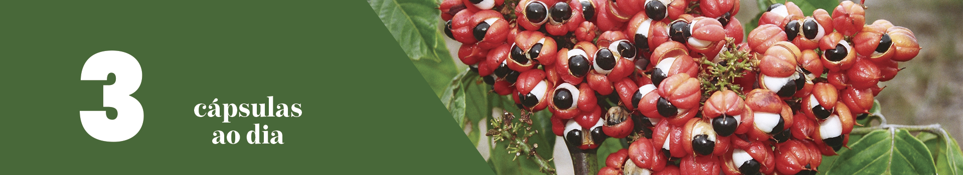 guarana
